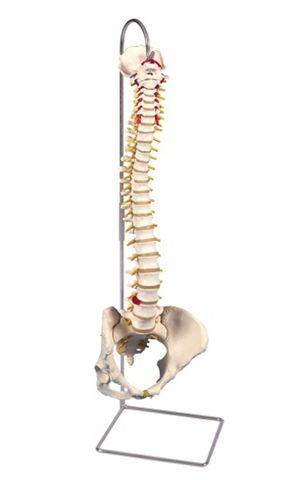 Anatomical Model